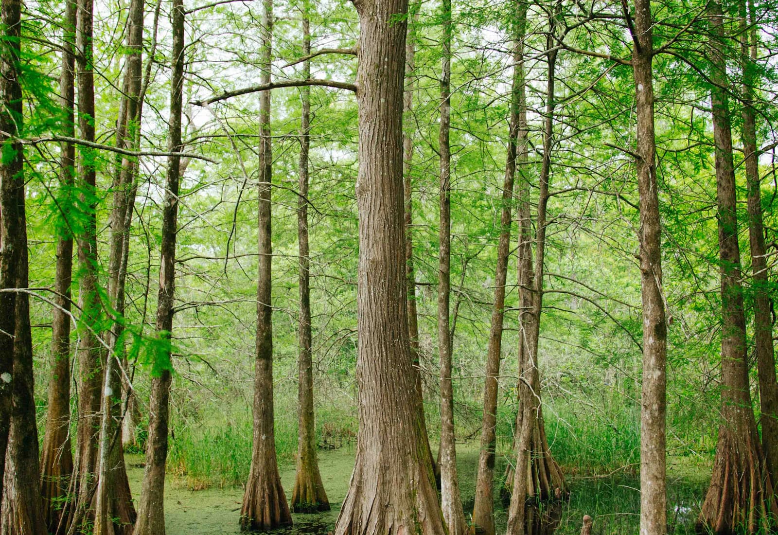 Scenic view of Hattiesburg, Mississippi